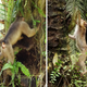 Macaques hunting for rats at the base of oil palm trees.